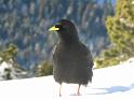 ChameChaude 039